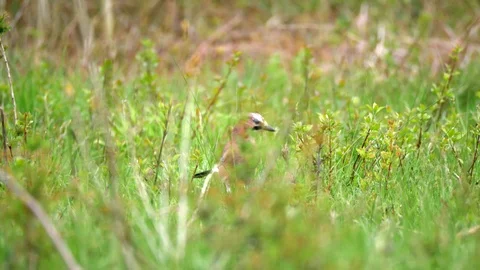 Eurasian Jay Bird in the Wilderness Stock Footage 112667763