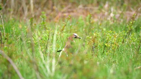 Eurasian Jay Bird in the Wilderness Stock Footage 112667783