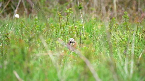 Eurasian Jay Bird in the Wilderness Stock Footage 112667874