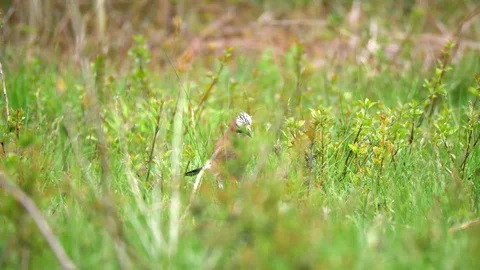 Eurasian Jay Bird in the Wilderness Stock Footage 112668354