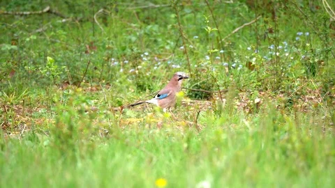 Eurasian Jay Bird in the Wilderness Stock Footage 112668368