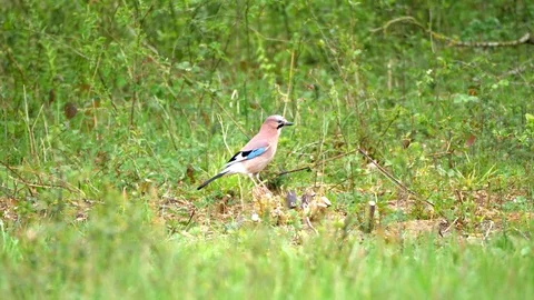 Eurasian Jay Bird in the Wilderness Stock Footage 112668476