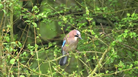 Eurasian Jay Bird in the Wilderness Stock Footage 112668743