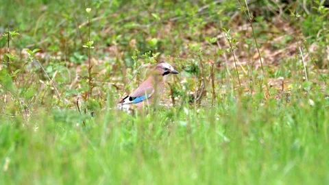 Eurasian Jay Bird in the Wilderness Stock Footage 112668875