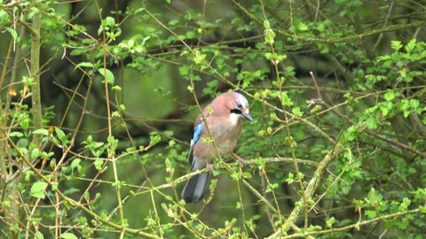 Eurasian Jay Bird in the Wilderness Stock Footage 112668889
