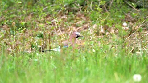 Eurasian Jay Bird in the Wilderness Stock Footage 112669030