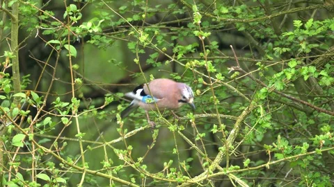 Eurasian Jay Bird in the Wilderness Stock Footage 112669073