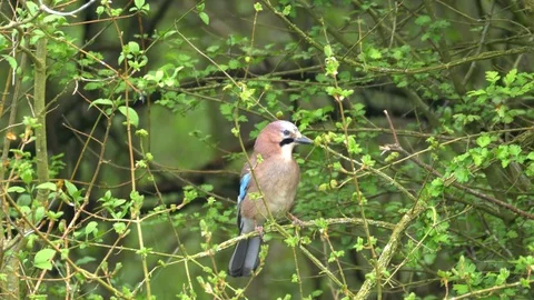Eurasian Jay Bird in the Wilderness Stock Footage 112669085