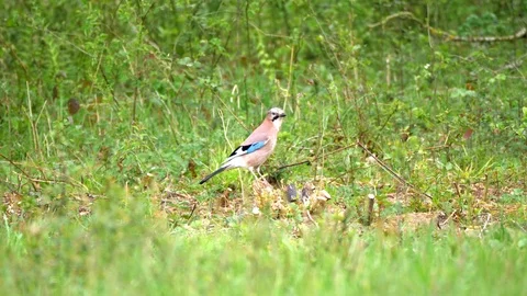 Eurasian Jay Bird in the Wilderness Stock Footage 112693297