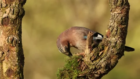 Eurasian jay on a branch Stock Footage 168910347