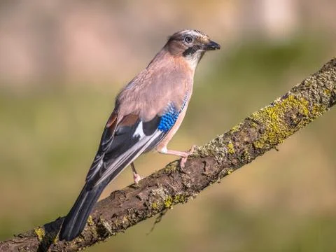 Eurasian jay on branch Stock Photos