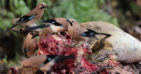 Eurasian Jay on carcuss Vídeo Stock 330761945