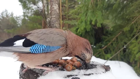 Eurasian jay close-up Stock Footage 241525174