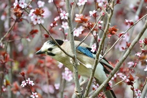 Eurasian jay close up Stock Photos