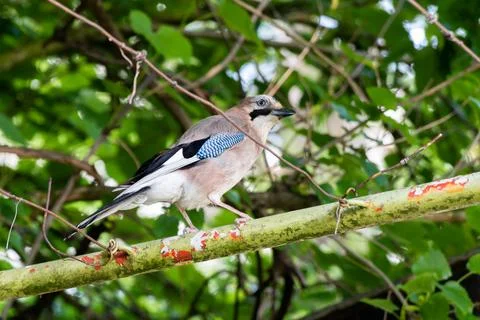 Eurasian jay close up. Stock Photos