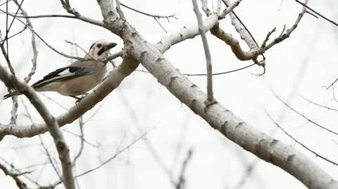 Eurasian Jay dines Stock Footage 21884580