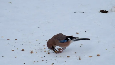 Eurasian jay eats the pulp from the crushed walnut lying on the snow 스톡 동영상 86208925