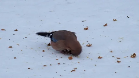 Eurasian jay eats the pulp from the crushed walnut lying on the snow Stock Footage 86208972