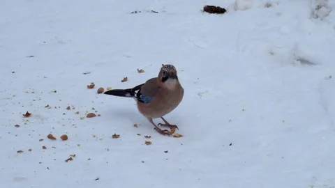 Eurasian jay eats the pulp from the crushed walnut lying on the snow Video stock 86209003