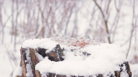 Eurasian jay at the feeder Stock Footage 84819601