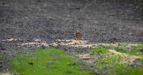 Eurasian jay feeding on corn spilled on the ground Stock Footage 108717889