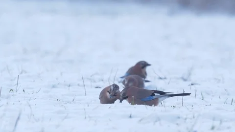 Eurasian jay. Feeding flock of the birds in snow. Garrulus glandarius. Stock Footage 120897604