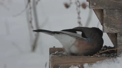 Eurasian jay feeding on mixture of peanuts and sunflower seeds. Stock Footage 168563182