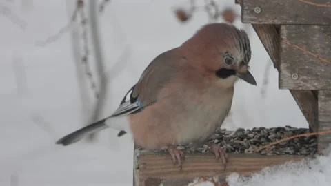 Eurasian jay feeding on mixture of peanuts and sunflower seeds. Stock Footage 168563184