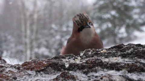 Eurasian Jay is feeding in winter 스톡 동영상 327863558