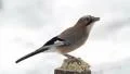 Eurasian Jay HD Footage