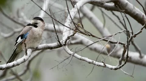 Eurasian Jay Stock Footage 21884294