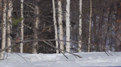 Eurasian jay Stock Footage 22554768