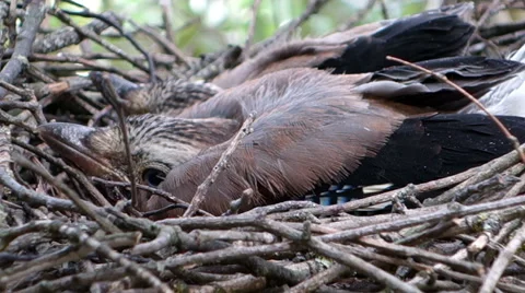 Eurasian jay. Video stock 40151620