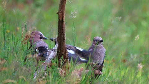 Eurasian Jay Stock Footage 261085334