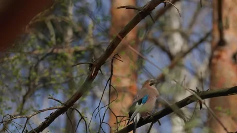 An Eurasian jay Video stock 334377225