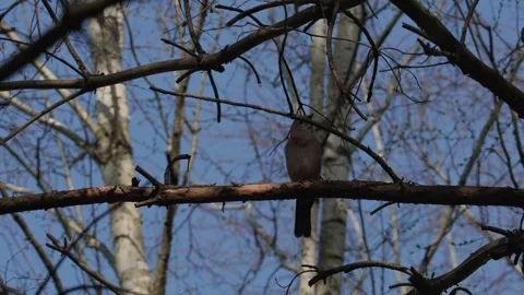An Eurasian jay Video stock 334377277