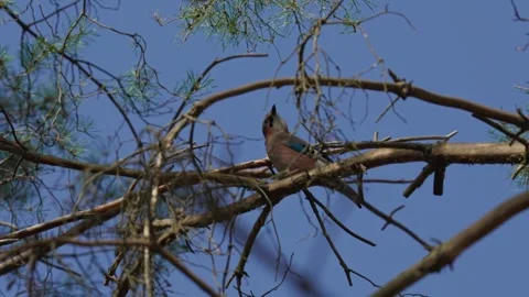 An Eurasian jay Video stock 334377674