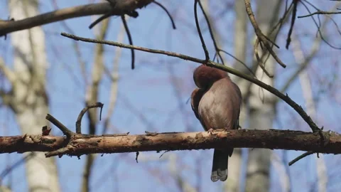 An Eurasian jay Video stock 334377966
