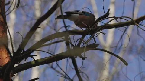An Eurasian jay Video stock 334378243