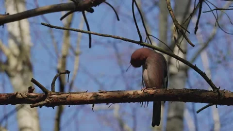 An Eurasian jay Video stock 334378306