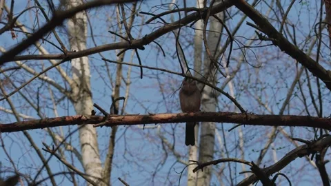 An Eurasian jay Stock Footage 334378534