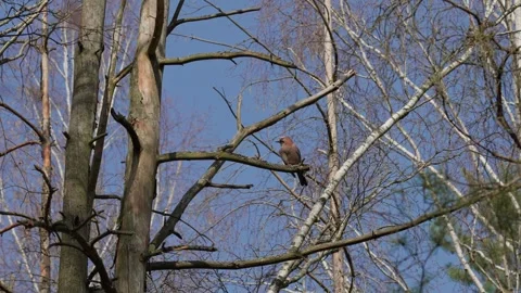 An Eurasian jay Stock Footage 334378853