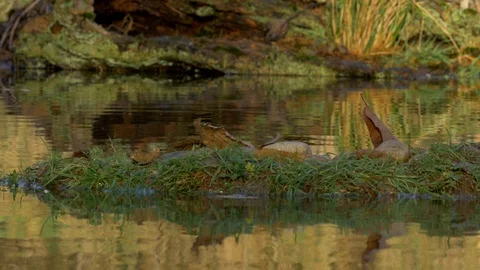 Eurasian Jay Garrulus glandarius 66 15.12 collects chestnut Видео 120347325