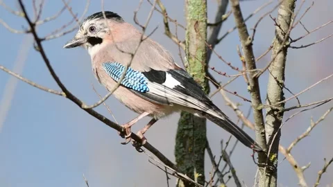 Eurasian jay Garrulus glandarius on the background of the sky. Close up Video stock 147148441