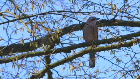 Eurasian Jay Garrulus Glandarius On The Background Of The Sky. Stock Footage 203936563