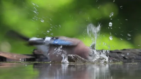 Eurasian Jay Garrulus glandarius. Bathing Bird In Summer Forest, close up Vidéo 196854583