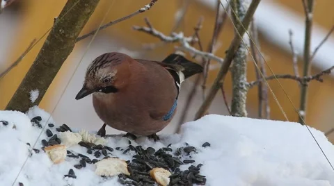 Eurasian jay (Garrulus glandarius) eats seeds and bread sitting in a manger Stock Footage 59344145