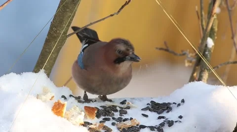 Eurasian jay (Garrulus glandarius) eats seeds and bread sitting in a manger Stock Footage 59345230