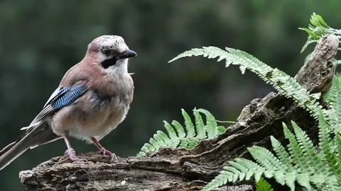 Eurasian jay (Garrulus glandarius) in forest in rain and showing back and front Stock Footage