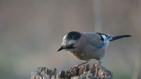 Eurasian jay Garrulus glandarius with nuts Video stock 155012622